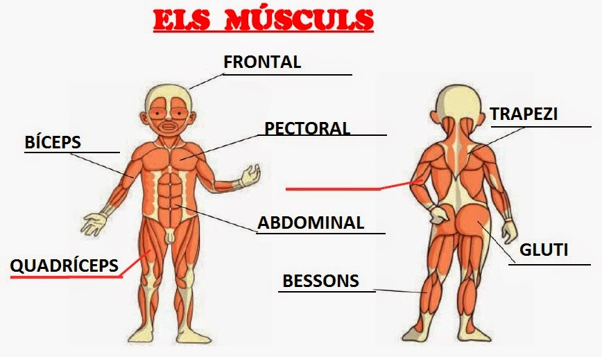Resultat d'imatges de els músculs