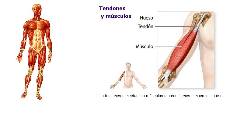 Ossos, músculs, articulacions