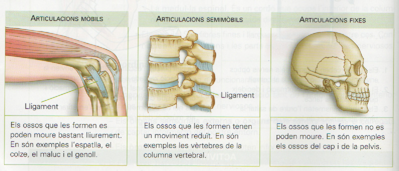 Ossos, músculs, articulacions