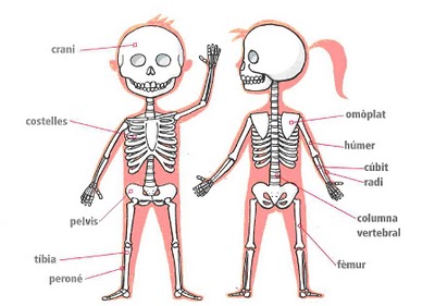 Ossos, músculs, articulacions