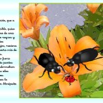 01 - Cuento La escarabajo Mariquita LA TOLERANCIA - cuento 7